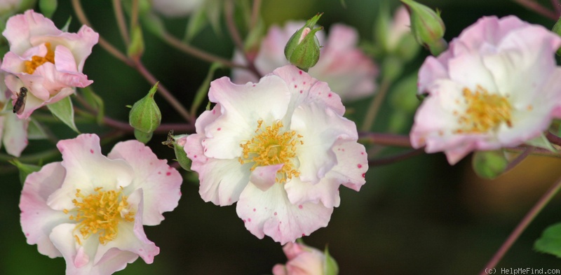 'VISvioli' rose photo