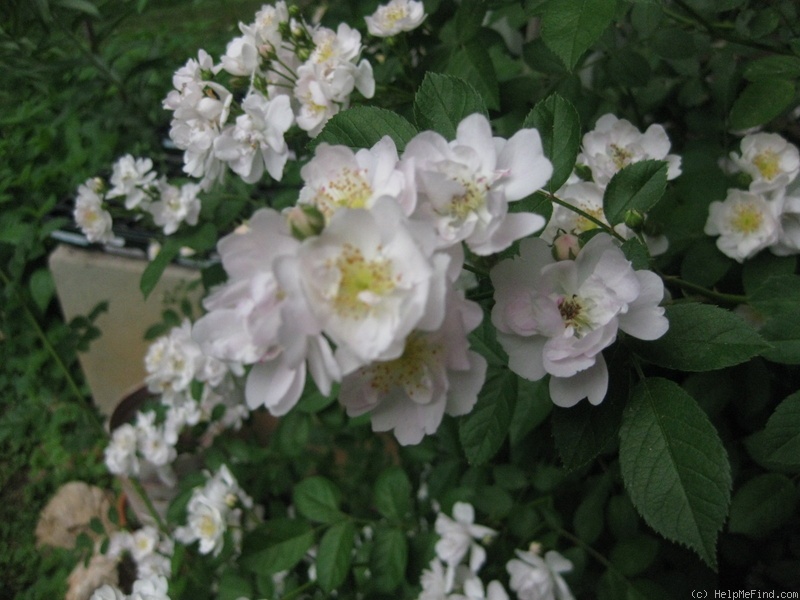 'Abigail Adams' rose photo