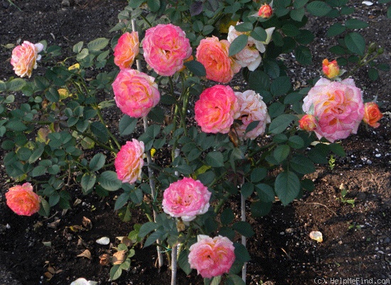 '6A-13' rose photo