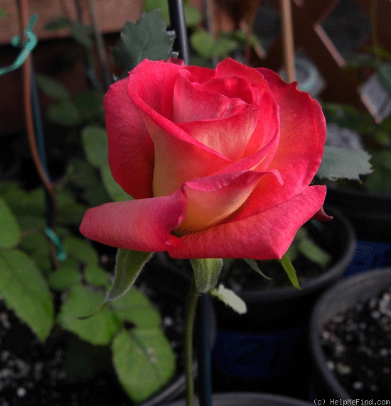 '19F-13' rose photo