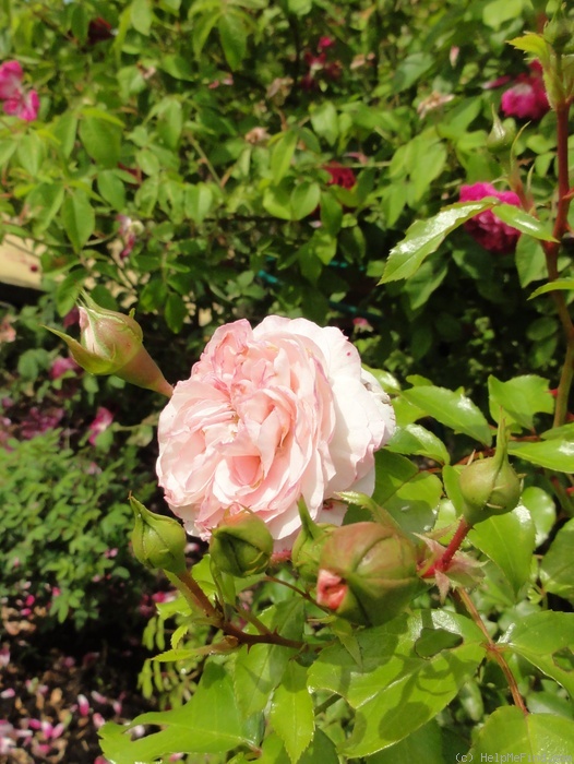 'Larissa ® (floribunda, Kordes, 1998)' rose, click to enlarge 'Larissa ® (floribunda, Kordes, 1998)' rose photo