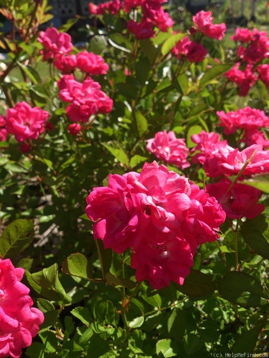 'Lillan' rose photo