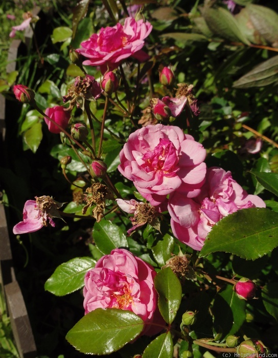 'Lavender Meidiland' rose photo