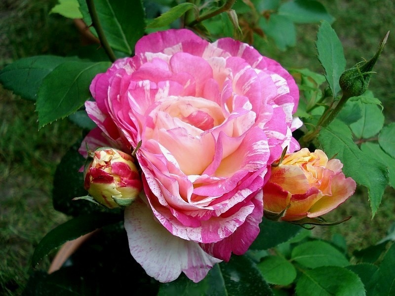 'Marc Chagall ™' rose photo