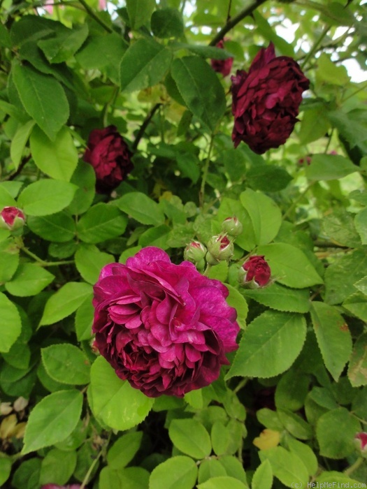 'Ombrée Parfaite' rose photo