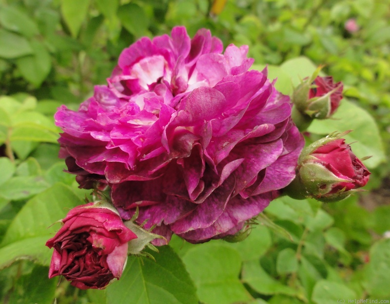 'Ombrée Parfaite' rose photo