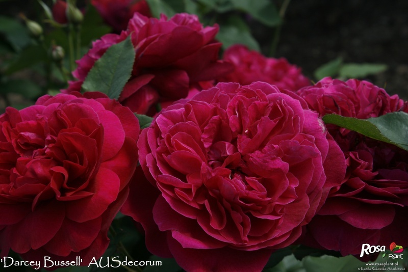 'Darcey Bussell' rose photo