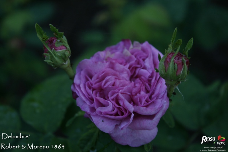 'Delambre' rose photo