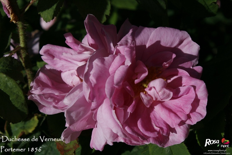 'Duchesse de Verneuil' rose photo