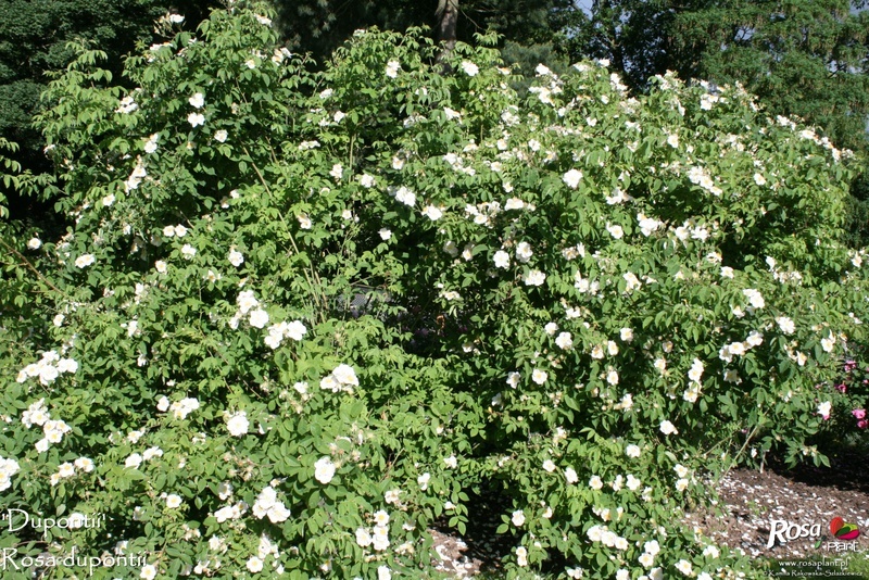 'Dupontii' rose photo