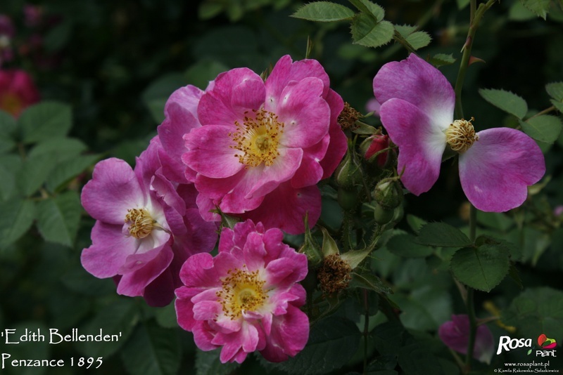 'Edith Bellenden' rose photo
