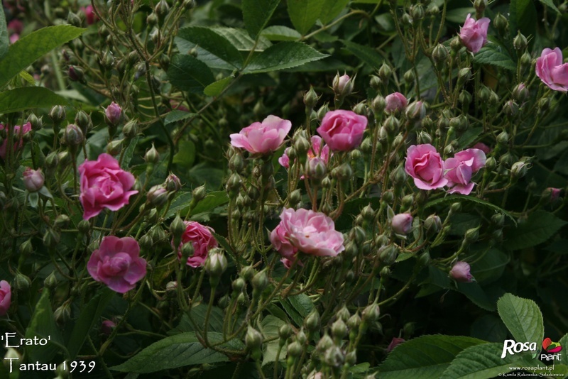 'Erato (hybrid multiflora, Tantau, 1939)' rose photo