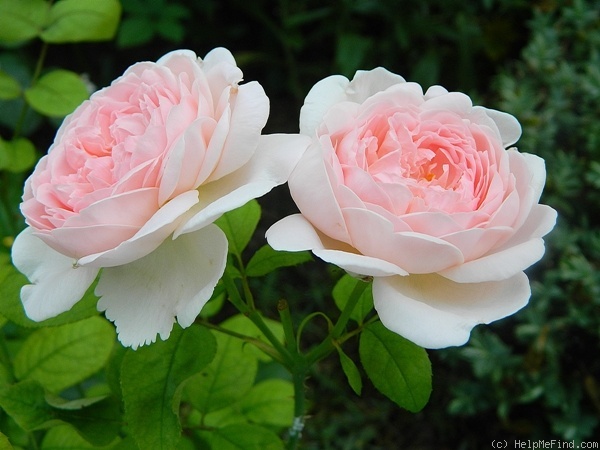 'Heritage ®' rose photo