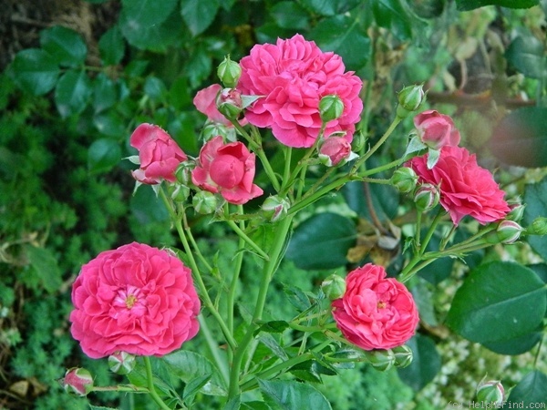 'Roxy™ (miniature, Kordes, 1998/2007)' rose photo