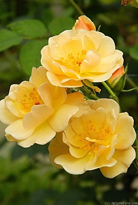 'Amber Sun ® (floribunda, Kordes, 1994/2005)' rose photo