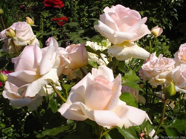 'André le Nôtre ®' rose photo