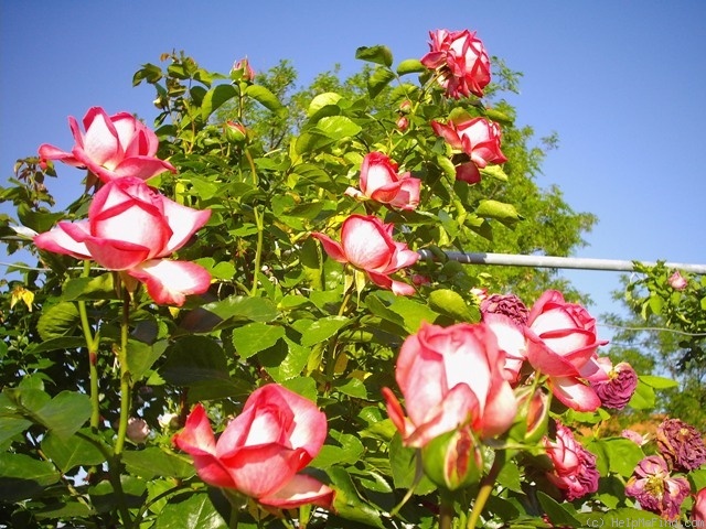 'Antike 89 ™' rose photo