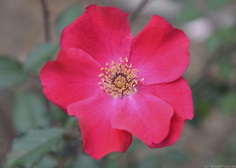 'Miss Grace' rose photo