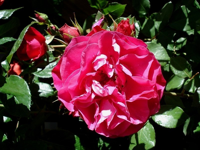 'Mona Lisa ® (Floribunda, Meilland, 2003)' rose photo