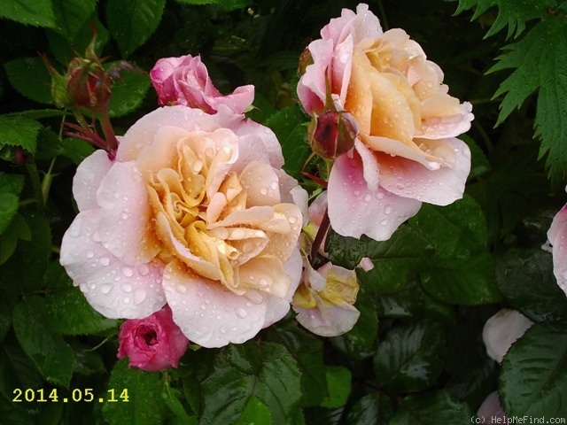 'Distant Drums (Shrub, Buck, 1984)' rose photo