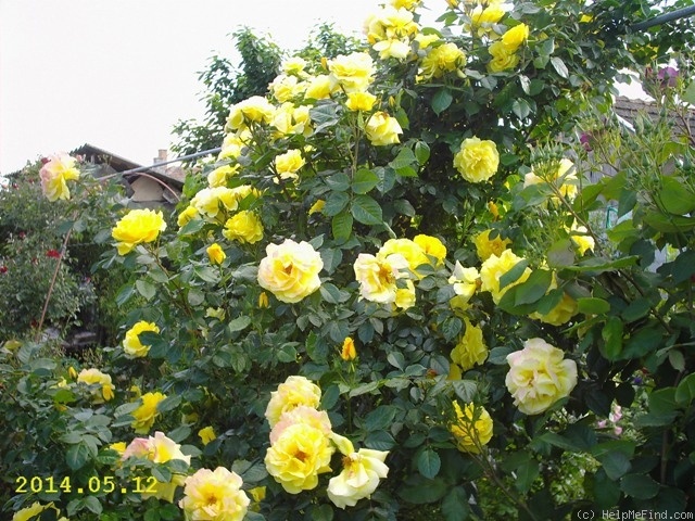 'Dukat (climber, Evers/Tantau, 1999/2010)' rose photo