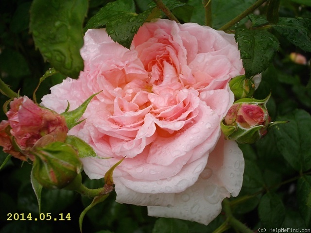 'Eglantyne' rose photo