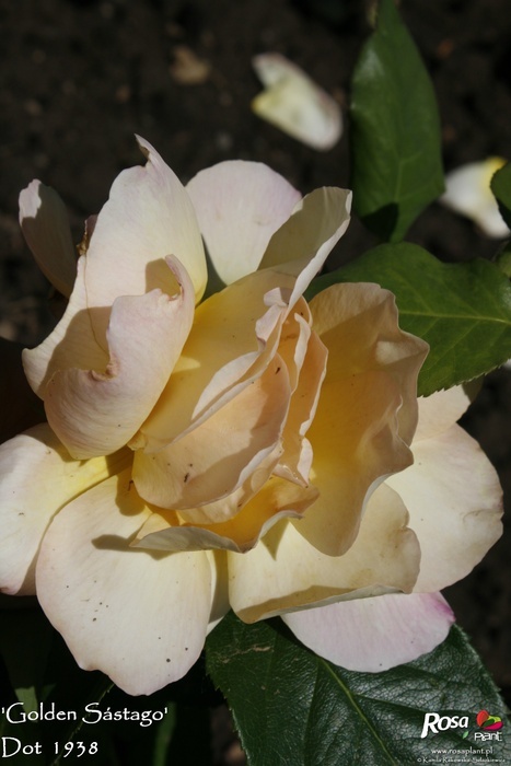'Golden Sástago' rose photo