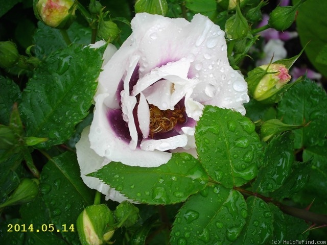 'Eyes for You ®' rose photo