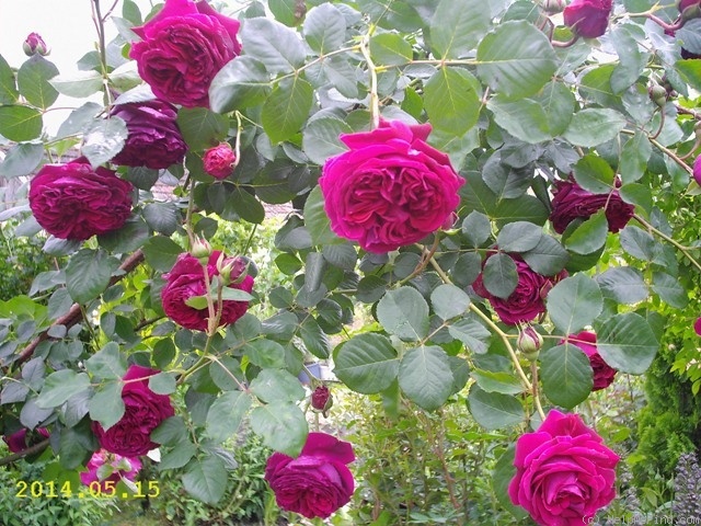 'Falstaff' rose photo