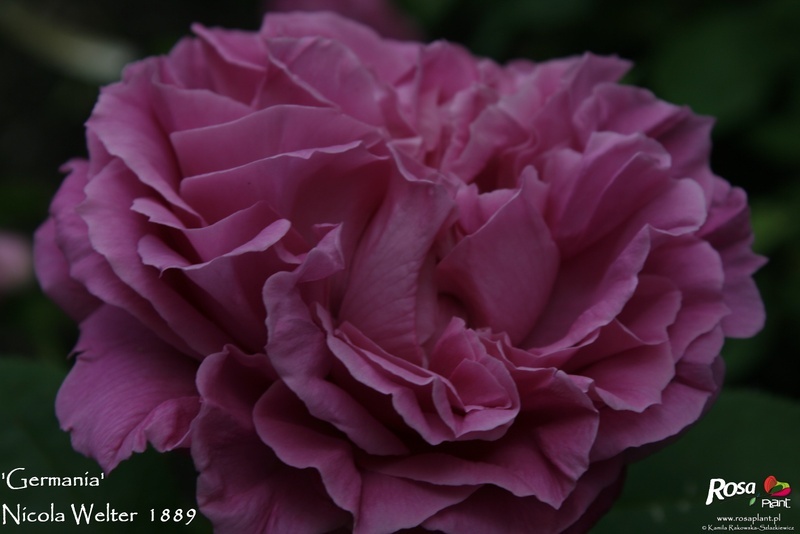 'Germania (hybrid perpetual, Welter 1889)' rose photo