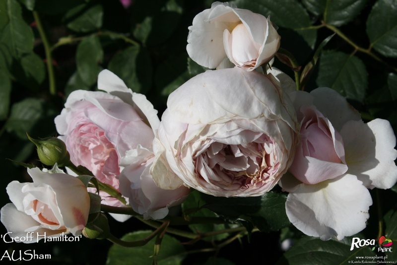 'Geoff Hamilton' rose photo