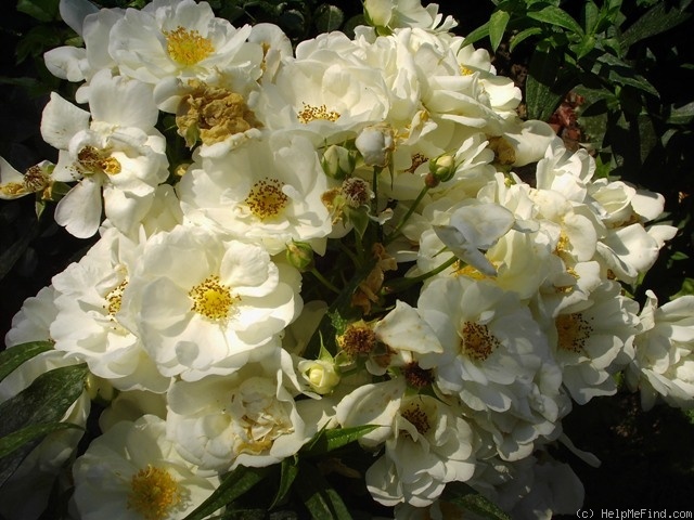 'Innocencia ™ (floribunda, Kordes, 2002)' rose photo