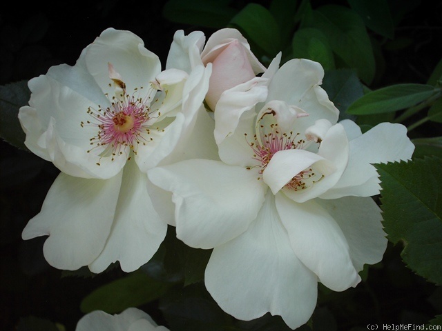 'Jacqueline du Pré (shrub, Harkness before 1986)' rose photo