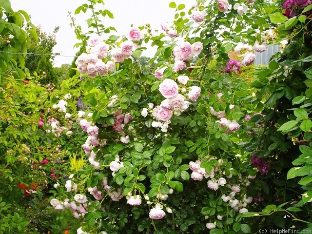 'Jasmina ™ (LCl, Kordes, 1996)' rose, click to enlarge 'Jasmina ™ (LCl, Kordes, 1996)' rose photo