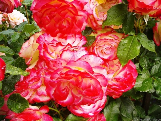 'Jubilé du Prince de Monaco ®' rose photo