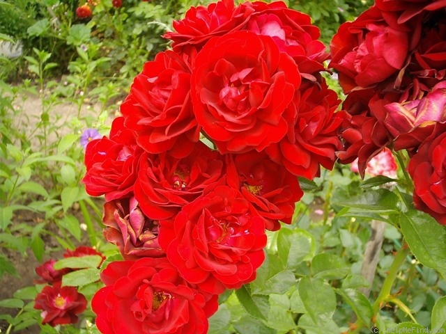 'Malicorne ® (floribunda, Delbard, 2006)' rose photo