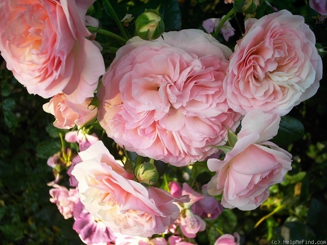 'Mariatheresia ®' rose photo