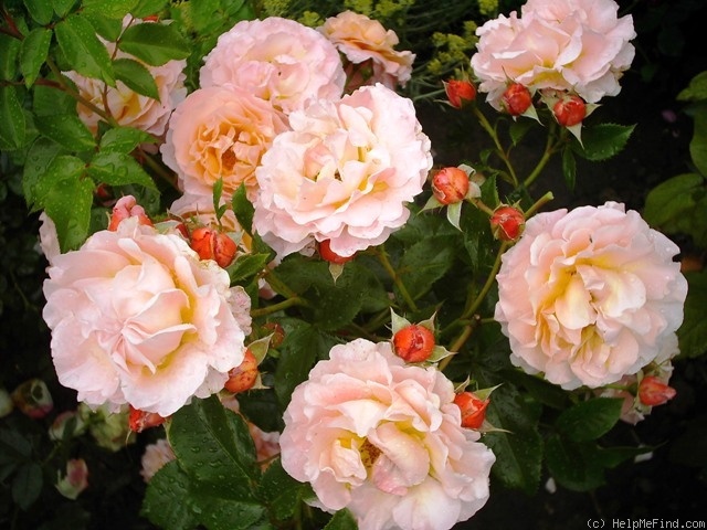 'Marie Curie ® (floribunda, Meilland, 1997)' rose photo