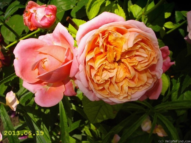 'Mary Ann ® (floribunda, Evers/Tantau, 2004/10)' rose photo
