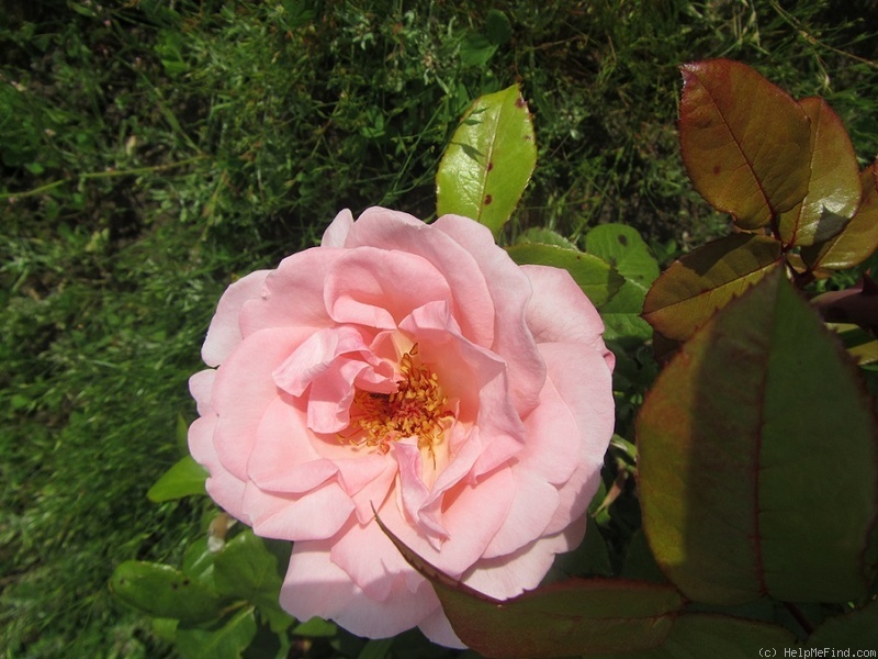 'Racquel ™' rose photo