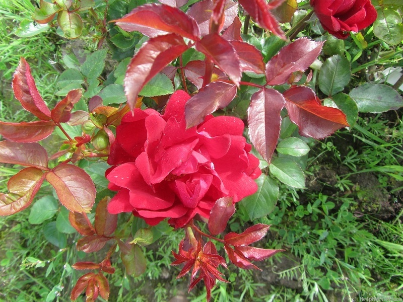 'Capricia™' rose photo