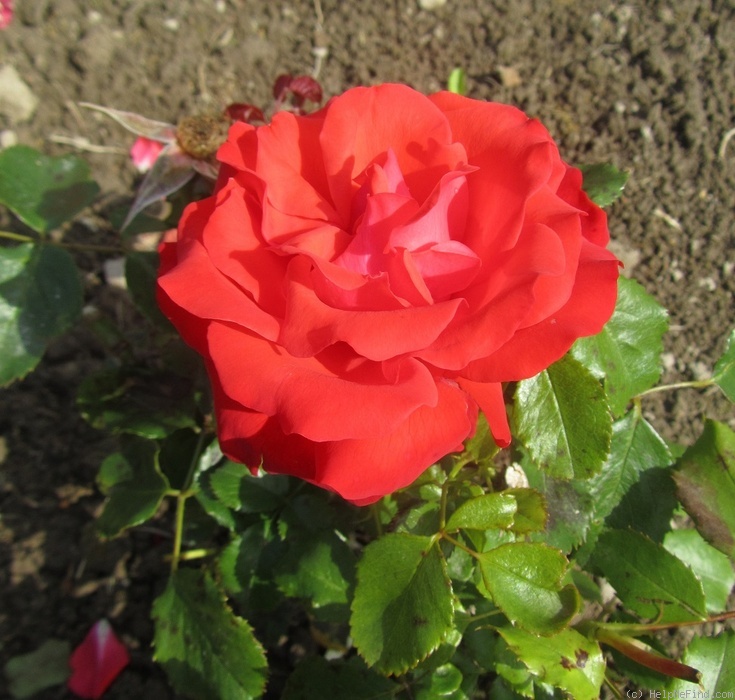 'Pena ™' rose photo