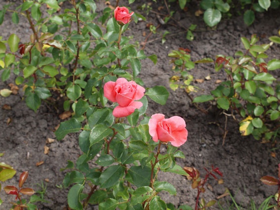 'Arosia' rose photo