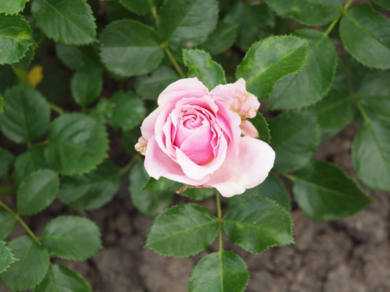 'Evy ®' rose photo