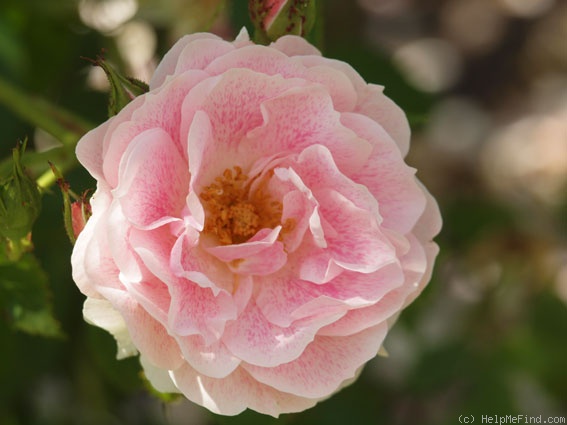 'Kir Royal' rose photo