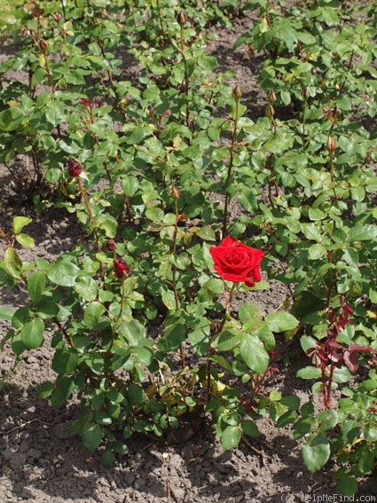'Pride of England' rose photo