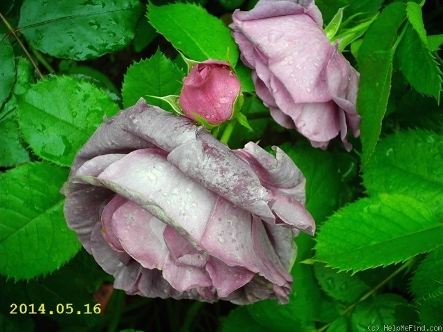 'Minerva ® (floribunda, Vissers, 2011)' rose photo