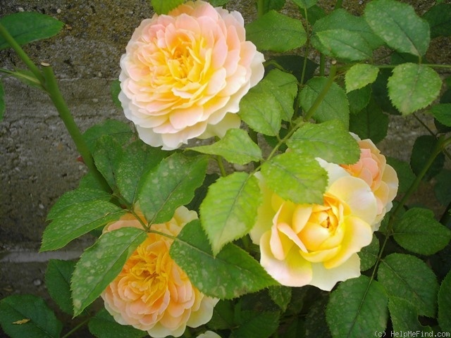 'Molineux' rose, click to enlarge 'Molineux' rose photo