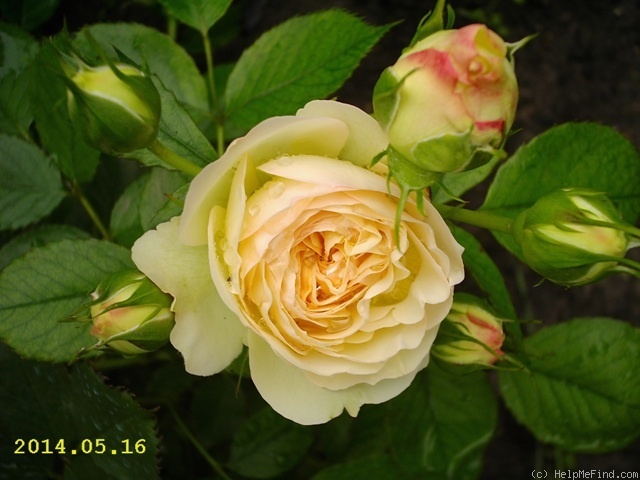 'Pastella ® (floribunda, Evers/Tantau, 1998)' rose, click to enlarge 'Pastella ® (floribunda, Evers/Tantau, 1998)' rose photo