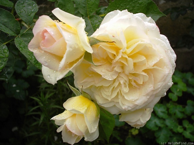 'Perdita (shrub, Austin 1982)' rose photo